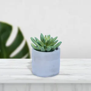 Mini Artificial Plant/Flower in Ceramic Pot/Planter